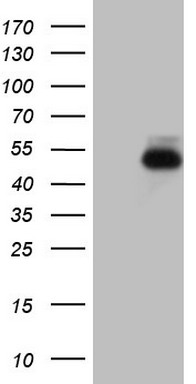 m09711 anti ror beta rorb mouse monoclonal antibody clone id oti1g1 wb testing 1