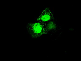 m09725 1 anti mri1 mouse monoclonal antibody clone id oti9h7 if testing 7