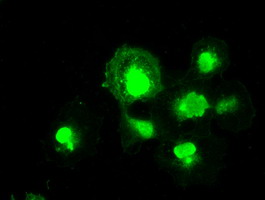 m09725 anti mri1 mouse monoclonal antibody clone id oti6g9 if testing 8