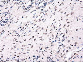 m09725 anti mri1 mouse monoclonal antibody clone id oti6g9 ihc testing 3