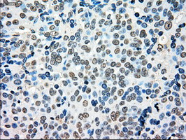 m09725 anti mri1 mouse monoclonal antibody clone id oti6g9 ihc testing 4