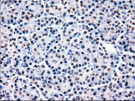 m09725 anti mri1 mouse monoclonal antibody clone id oti6g9 ihc testing 5