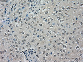 m09725 anti mri1 mouse monoclonal antibody clone id oti6g9 ihc testing 6