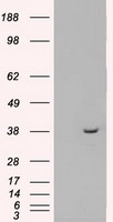 m09725 anti mri1 mouse monoclonal antibody clone id oti6g9 wb testing 1