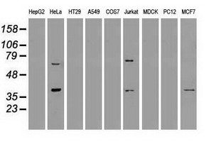 m09725 anti mri1 mouse monoclonal antibody clone id oti6g9 wb testing 2