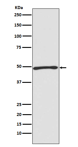 m09728 wb