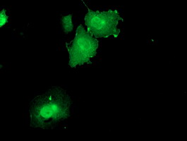 m09732 anti dusp23 mouse monoclonal antibody clone id oti3c10 if testing 15