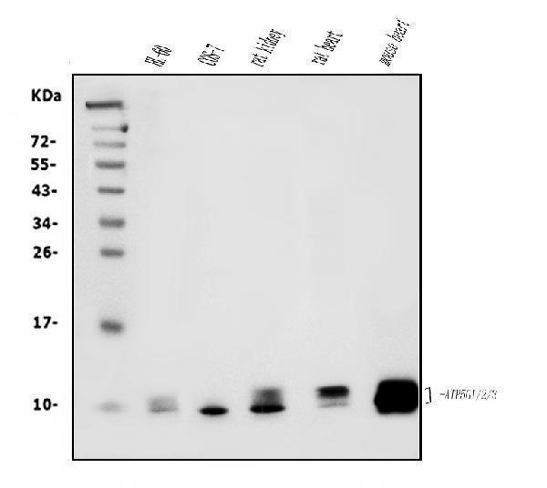 m09735 atp5f1_2_3 primary antibodies wb testing 1