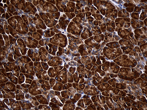 m09736 anti rpl27 mouse monoclonal antibody clone id oti6d3 ihc testing 4