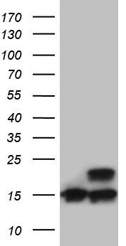 m09736 anti rpl27 mouse monoclonal antibody clone id oti6d3 wb testing 1