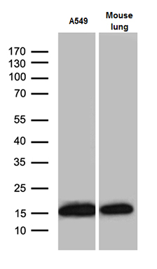 m09736 anti rpl27 mouse monoclonal antibody clone id oti6d3 wb testing 2