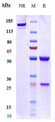 Anti-B7-H6/NCR3LG1 Reference Antibody (Dartmouth patent anti-B7-H6) on SDS-PAGE under reducing (R) condition