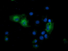 m09757 anti gspt2 mouse monoclonal antibody clone id oti2g9 if testing 5