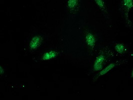 m09757 anti gspt2 mouse monoclonal antibody clone id oti2g9 if testing 6