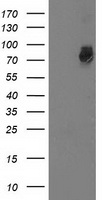 m09757 anti gspt2 mouse monoclonal antibody clone id oti2g9 wb testing 1