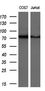 m09757 anti gspt2 mouse monoclonal antibody clone id oti2g9 wb testing 2