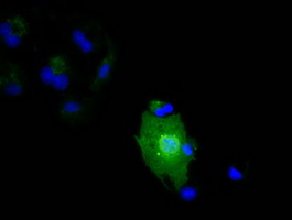 m09802 anti il36 alpha il36a mouse monoclonal antibody clone id oti3a2 if testing 4
