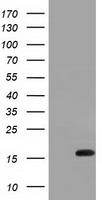 HEK293T cells were transfected with the pCMV6-ENTRY control (Left lane) or pCMV6-ENTRY IL1F6 (Right lane) cDNA for 48 hrs and lysed