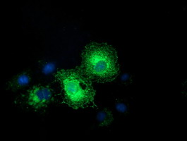 m09844 anti ephrin a2 efna2 mouse monoclonal antibody clone id oti3e3 if testing 4