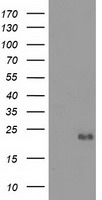 m09844 anti ephrin a2 efna2 mouse monoclonal antibody clone id oti3e3 wb testing 1