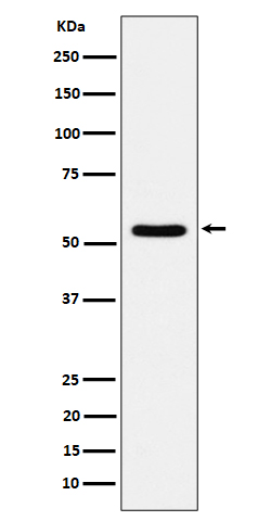 m09852 wb