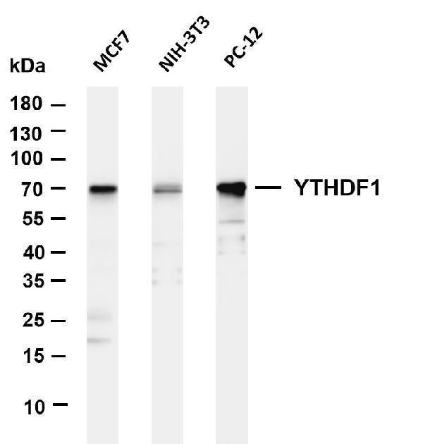 m09853 1 ythdf1 primary antibodies wb testing 1