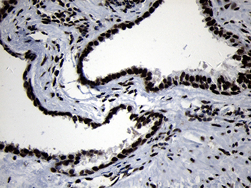m09869 anti hoxc4 mouse monoclonal antibody clone id oti2d5 ihc testing 10