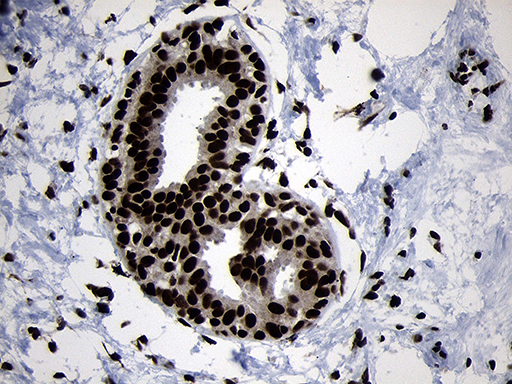 m09869 anti hoxc4 mouse monoclonal antibody clone id oti2d5 ihc testing 11