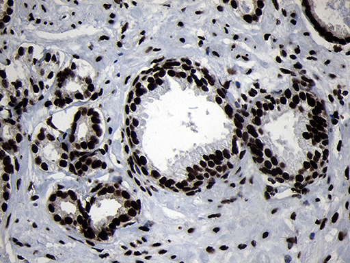 m09869 anti hoxc4 mouse monoclonal antibody clone id oti2d5 ihc testing 12