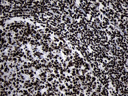 m09869 anti hoxc4 mouse monoclonal antibody clone id oti2d5 ihc testing 13