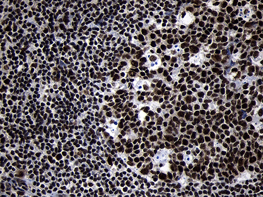 m09869 anti hoxc4 mouse monoclonal antibody clone id oti2d5 ihc testing 15