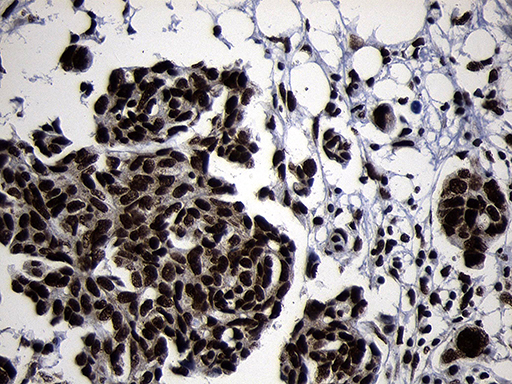 m09869 anti hoxc4 mouse monoclonal antibody clone id oti2d5 ihc testing 5