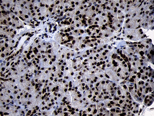 m09869 anti hoxc4 mouse monoclonal antibody clone id oti2d5 ihc testing 6
