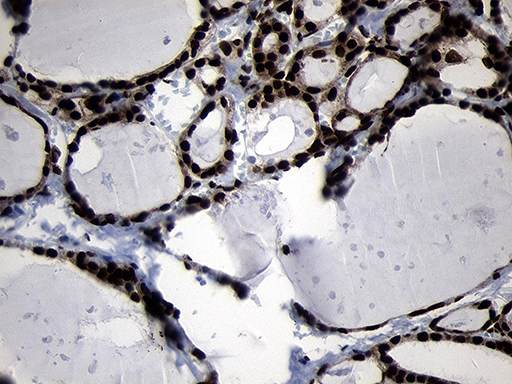 m09869 anti hoxc4 mouse monoclonal antibody clone id oti2d5 ihc testing 8