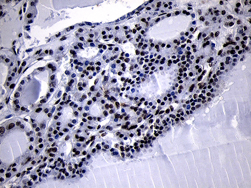 m09869 anti hoxc4 mouse monoclonal antibody clone id oti2d5 ihc testing 9