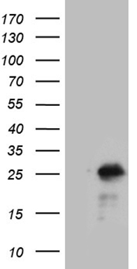 m09890 anti ncald mouse monoclonal antibody clone id oti6h3 wb testing 1