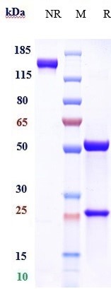 m09914 sds page