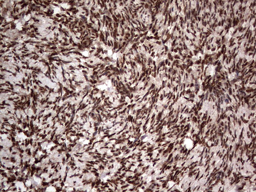 m09931 anti macro h2a