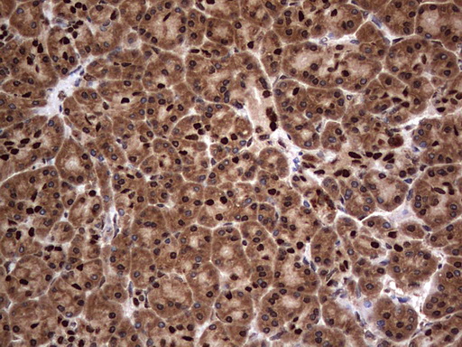 m09931 anti macro h2a