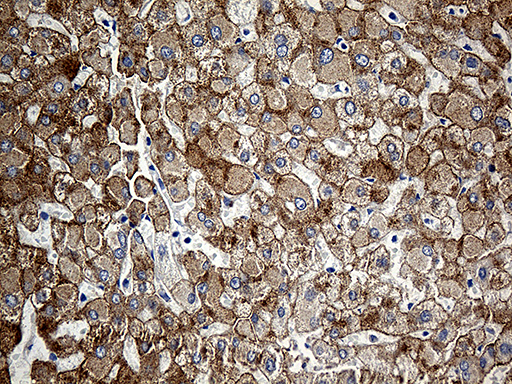 m09933 anti clec10a mouse monoclonal antibody clone id oti2b10 ihc testing 5