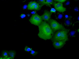 Anti-KCTD5 mouse monoclonal antibody (M09979) immunofluorescent staining of COS7 cells transiently transfected by pCMV6-ENTRY KCTD5.