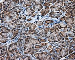 Immunohistochemical staining of paraffin-embedded pancreas tissue within the normal limits using anti-KCTD5 mouse monoclonal antibody. (Heat-induced epitope retrieval by 10mM citric buffer