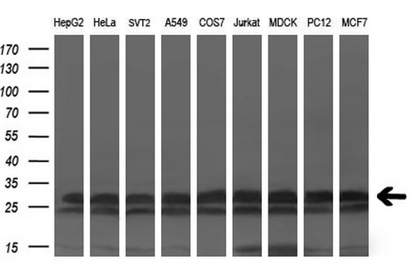Western blot analysis of extracts (35ug) from 9 different cell lines by using anti-KCTD5 monoclonal antibody (HepG2: human; HeLa: human; SVT2: mouse; A549: human; COS7: monkey; Jurkat: human; MDCK: canine; PC12: rat; MCF7: human) (1:200).