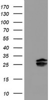 HEK293T cells were transfected with the pCMV6-ENTRY control (Left lane) or pCMV6-ENTRY PLDN (Right lane) cDNA for 48 hrs and lysed