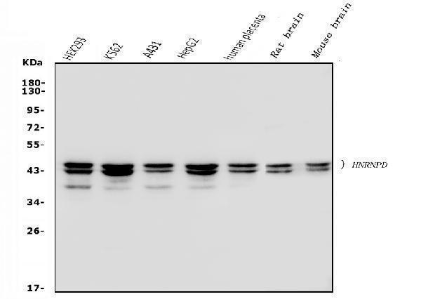 m09982 1 hnrnpd primary antibodies wb testing 1