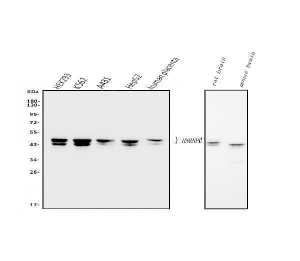 m09982 hnrnpd primary antibodies wb testing 1_1