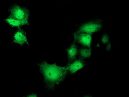 m09991 anti carkl shpk mouse monoclonal antibody clone id oti4e9 if testing 3