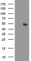 m09991 anti carkl shpk mouse monoclonal antibody clone id oti4e9 wb testing 1