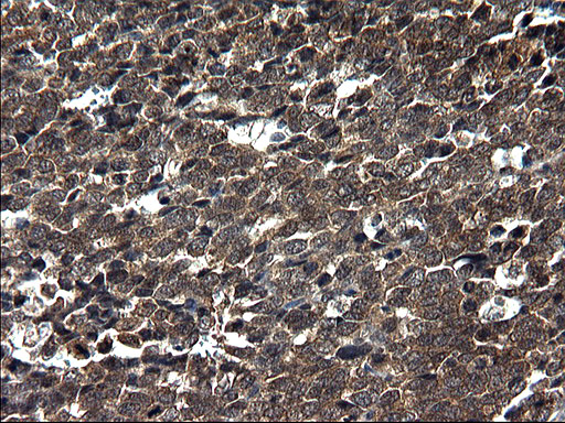 m10002 anti scrn1 mouse monoclonal antibody clone id oti1f2 ihc testing 10