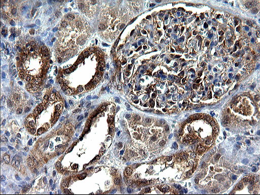 m10002 anti scrn1 mouse monoclonal antibody clone id oti1f2 ihc testing 11